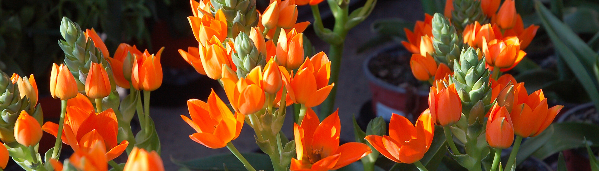 Exposants de la Foire au Jardinage